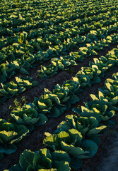 White cabbage plants growing in rows on fertile agricultural field