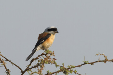 Bay-backed Shrike perched on thorny branch at Bhigwan, Maharashtra, India