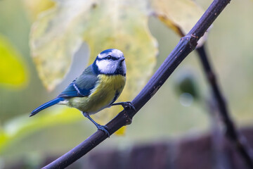Obraz premium Portrait of a blue tit (cyanistes caeruleus) pereched on branch of tree