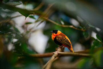 Tropical red bishop bird with orange feathers