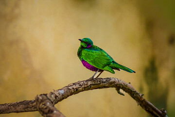 Starling bird with incredibly colourful plumage on a branch
