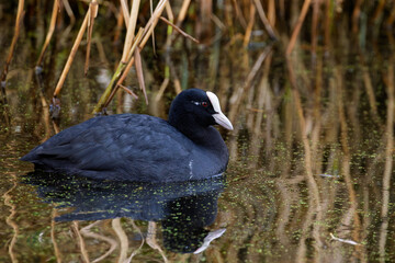Portrait of a Eurasian coot (Fulica atra ) swimming and reflected in water.