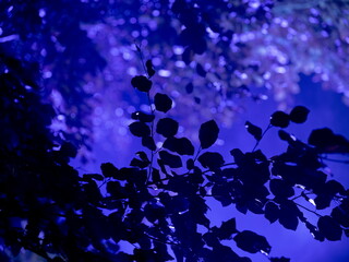 Tree branches silhouetted against dreamy blue bokeh lighting creating artistic nighttime atmosphere