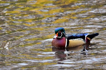 A Carolina Wood duck is floating on water during fall in Laval, Quebec, Canada