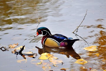 A Carolina Wood duck is floating on water during fall in Laval, Quebec, Canada