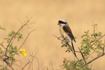 Bay-backed Shrike perched on a bush at Bhigwan, Maharashtra, India