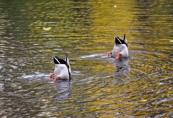 Funny ducks are diving in water for food during fall in Laval, Quebec, Canada