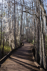 Fototapeta premium Wood Walkway