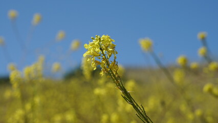 A close-up photograph of a cluster of small, bright yellow wildflowers blooming on a green stalk, set against a blurred background of a vast yellow field under a clear blue sky.
