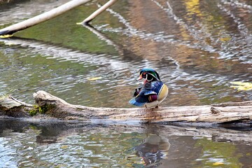 A Carolina Wood duck is floating on water during fall in Laval, Quebec, Canada
