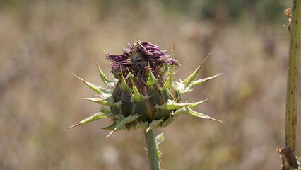 A close-up photograph of a spiky purple and green thistle flower head in an arid, blurred, beige and brown natural setting. The spines are prominent and sharp.


