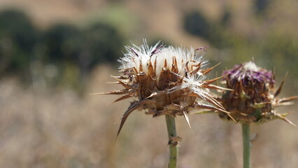 A close-up photograph of two dried, spiky thistle seed heads. White, fluffy seeds are emerging from the prominent foreground subject, set against a blurred, dry field background.