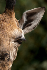 Rothschild's giraffe