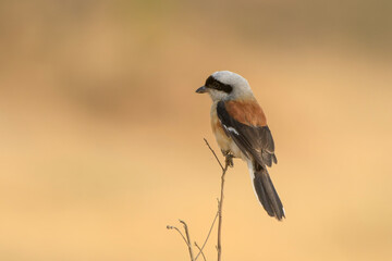 Bay-backed Shrike perched upright on dry twig at Bhigwan, Maharashtra, India