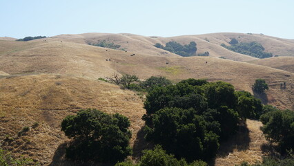 Rolling Golden Hillsides Under a Clear Blue Sky, With Clusters of Dark Green Oak Trees Providing Shade in the Dry Grass.