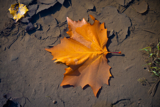 Herbstblatt im seichten Wasser