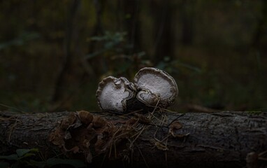 wild mushrooms in the forest