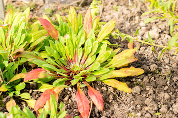 Androsace Strigillosa plant in Saint Gallen in Switzerland 19.10.2025