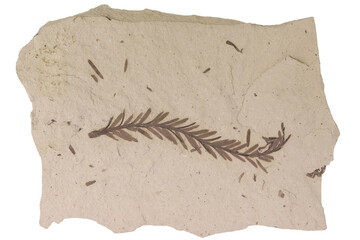 Mammoth Tree twig fossil from Beaverhead County, Montana, USA