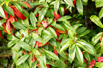 Chinese photinia or Photinia Davidiana plant in Saint Gallen in Switzerland 19.10.2025