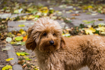 small dog, cavapoo, beige toy, miniature poodle, profile, young, portrait, looking away, curious, funny face, pet, breed, friendly, yellow leaves, autumn, leisure, close-up, horizontal photo