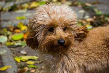 small dog cavapoo, beige toy, miniature poodle young, portrait, looking away, curious, funny face, pet, breed, friendly, yellow leaves, autumn
