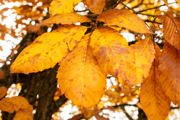 Armenian oak or Quercus Pontica tree in Saint Gallen in Switzerland 19.10.2025