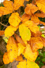 Armenian oak or Quercus Pontica tree in Saint Gallen in Switzerland 19.10.2025