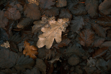 Autumn oak leaves on the forest ground with moody natural lighting