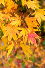 Acer tree in Saint Gallen in Switzerland 19.10.2025