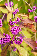 Bodiniers beautyberry or Callicarpa Bodinieri var Giraldii plant in Saint Gallen in Switzerland 19.10.2025