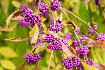 Bodiniers beautyberry or Callicarpa Bodinieri var Giraldii plant in Saint Gallen in Switzerland 19.10.2025
