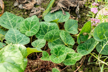 Cyclamen Africanum plant in Saint Gallen in Switzerland 19.10.2025