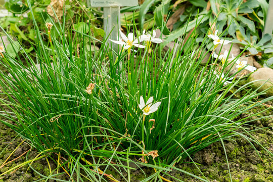 Peruvian swamp lily or Zephyranthes Candida plant in Saint Gallen in Switzerland 19.10.2025