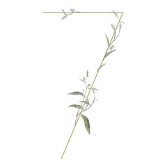 Digit 7 with floral motifs. Numeral seven. Botanical font with herbs and wildflowers. Blooming green branches of Polygonum plant. Knotweed or Smartweed flower. Isolated on white background.