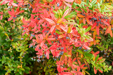 Wintergreen barberry or Berberis Julianae plant in Saint Gallen in Switzerland 19.10.2025