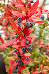 Wintergreen barberry or Berberis Julianae plant in Saint Gallen in Switzerland 19.10.2025