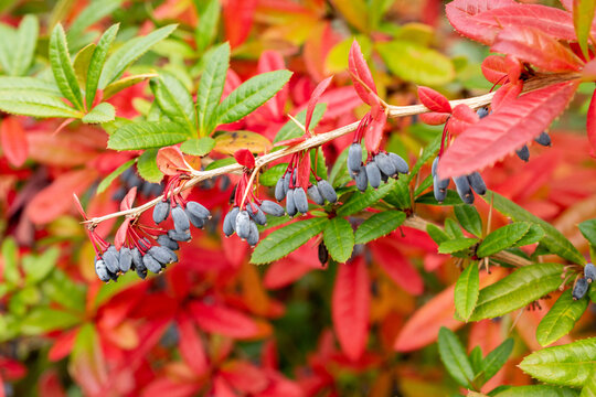 Wintergreen barberry or Berberis Julianae plant in Saint Gallen in Switzerland 19.10.2025