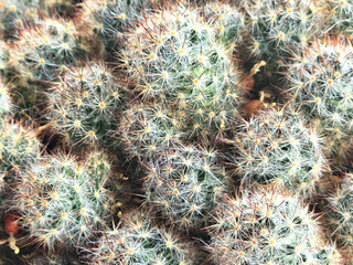 kaktus Mammillaria VETULA elongata Mamilaria gracilis