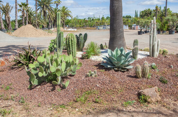 Xeriscape island composition