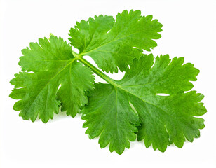 Fresh coriander leaves isolated on a white background