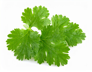 Fresh coriander leaves isolated on a white background