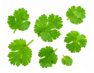 Fresh coriander leaves isolated on a white background