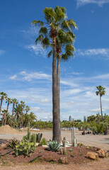 Xeriscape island composition