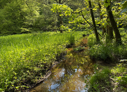 The forest holds a hush. A narrow stream mirrors the fading green, and sunlight slips through the leaves like something lost. The stillness feels tender, like the pause before goodbye in Harecroft, UK