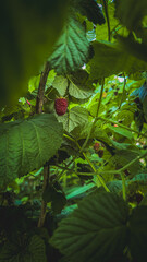 Raspberry Hidden Among Green Leaves