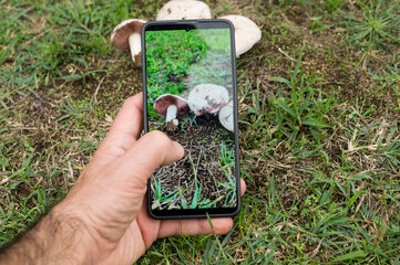 Man picking mushrooms with his mobile phone in his hand taking photos outdoors