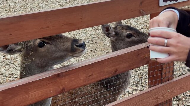 Medium shot frames two deer reaching through wooden fence to accept carrot from visitor hand, gentle interaction between animal and human brings warmth to peaceful farm setting.