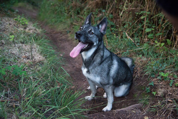 Naklejka premium Dog like a wolf