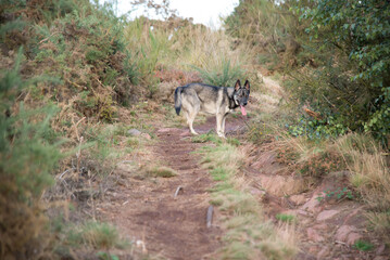 Dog in the wood
